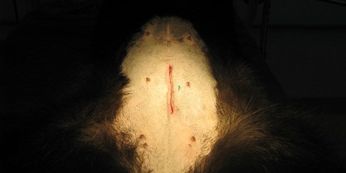 The belly of a black dog after spayed with a small green tattoo next to the incision