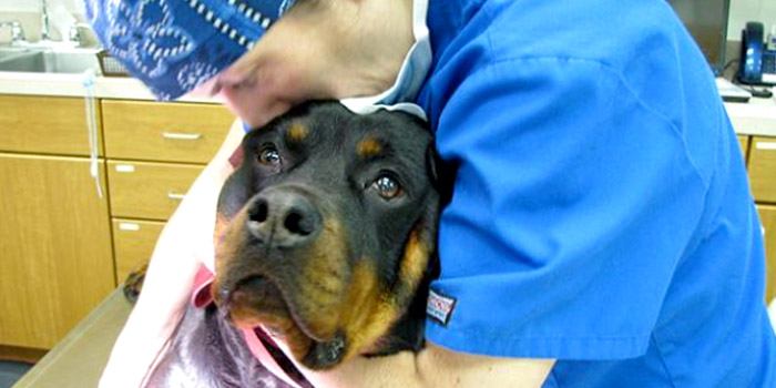 A rottweiler after her ovary sparing spay, alternative sterilization surgery