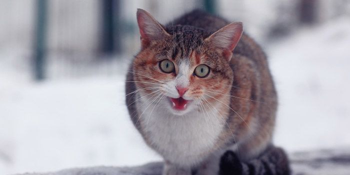 A feral free-roaming cat hissing outside because he doesn't like people