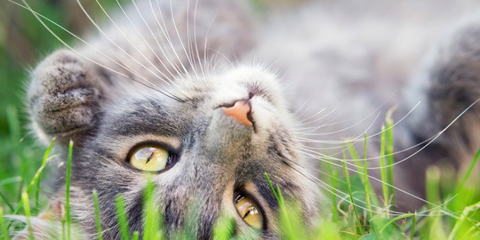 A gray tabby cat laying on his back in the grass outside