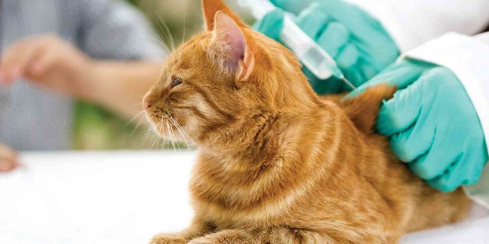 An orange tabby cat getting a vaccination before surgery
