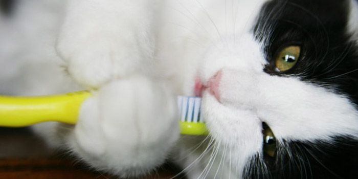 A black and white cat holding a tooth brush to promote pet dental health