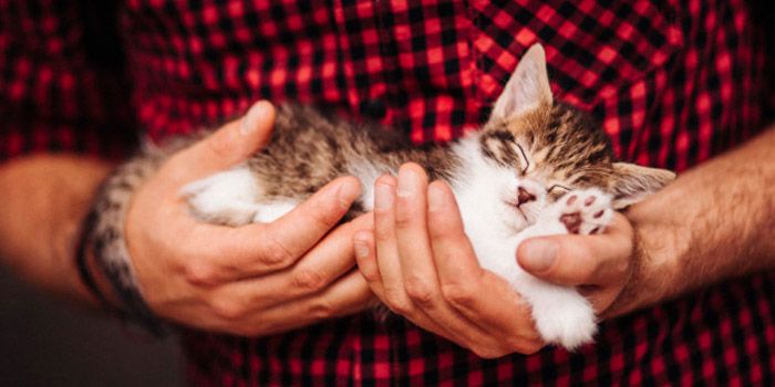 A man in a red and black flannel shirt holding a brown and white tabby cat asleep in his hands