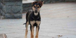 A microchipped shepherd standing outside waiting to be found