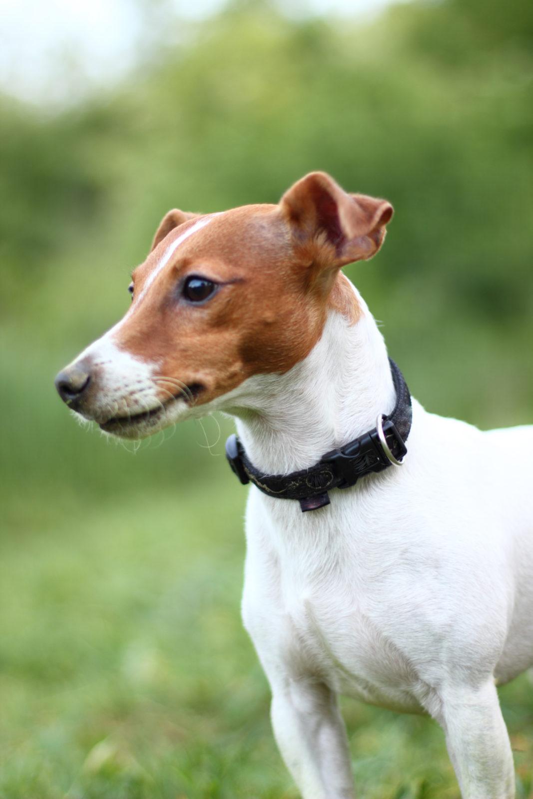 A small terrier at the park exposed to parasites and pests