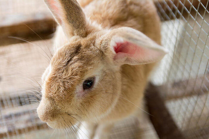 Pet Rabbits • Understanding Basic Rabbit Care