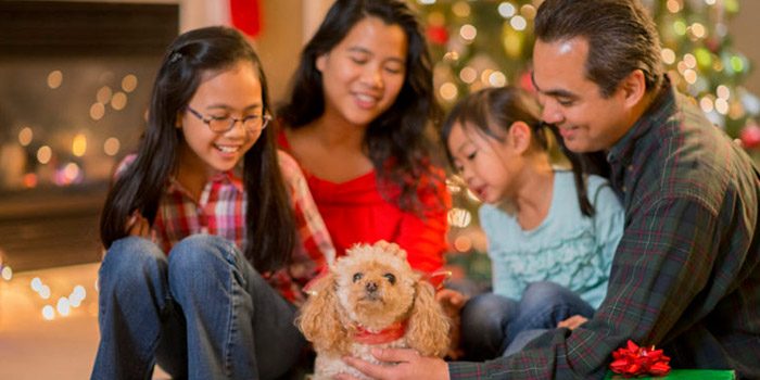 A dog wrapped as a present and sitting with an Asian family in front of a Christmas tree