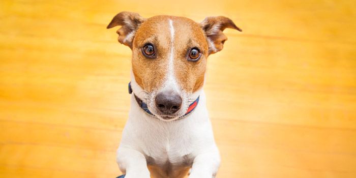 A brown and white russell terrier standing and looking at his owner