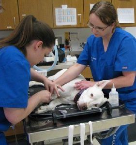 Two vets helping a dog who suffers with Pyometra