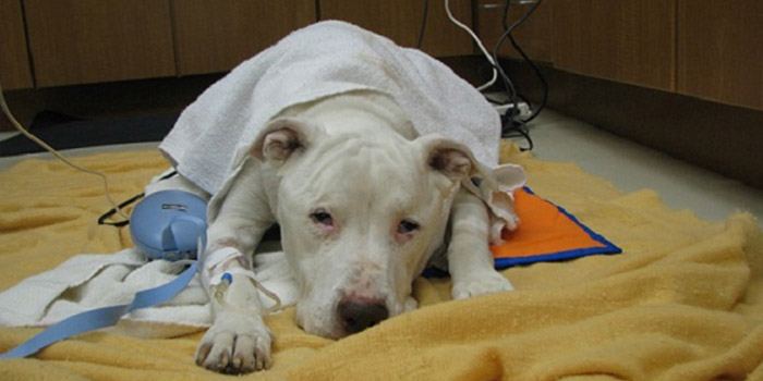 A white pitbull laying in a pet clinic, suffering from Pyometra