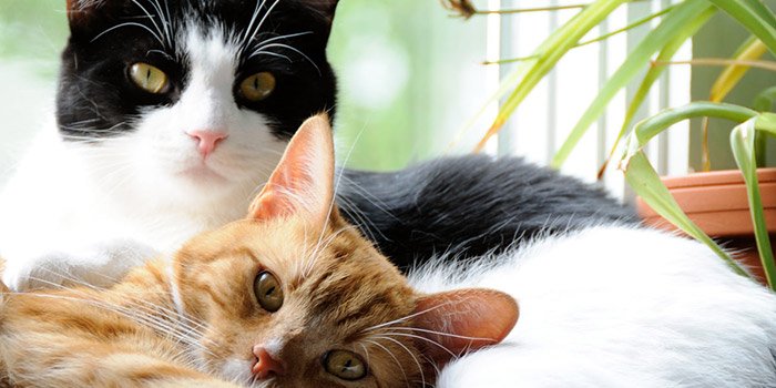 Two female cats laying in front of a window after they've been spayed