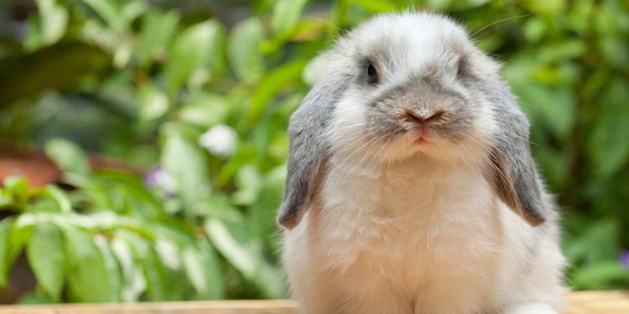 Rabbit spay hot sale neuter clinic