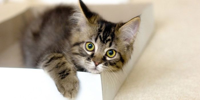 A brown tabby kitten who was spayed so she doesn't have a litter at a young age