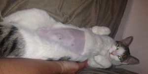 A white cat with a shaved belly and a green tattoo next to incision after being neutered