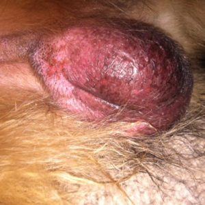 A male neutered dog with redness and swelling of the surgical site
