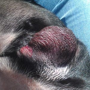 A male neutered dog with a raw, red lesion