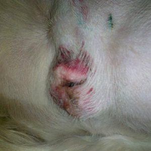 A male neutered dog with bruising on the scrotal sac