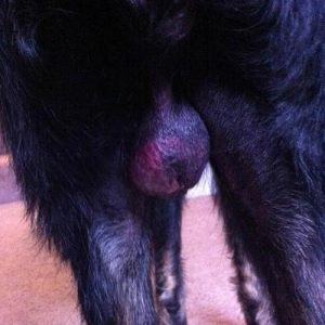A male neutered dog with a swollen scrotum