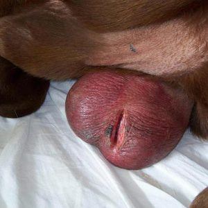 A male neutered dog with significant swelling where you can see the scrotal sac