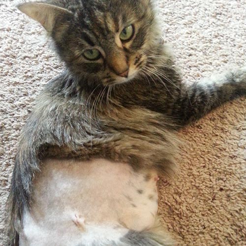 After Surgery Care For Cats Postoperative Care Pets In Stitches