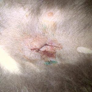 Female spayed cat on her third day of recovery