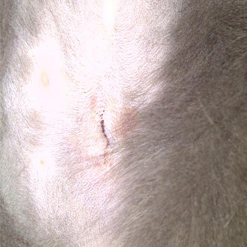 After Surgery Care For Cats - Postoperative Care | Pets In ...