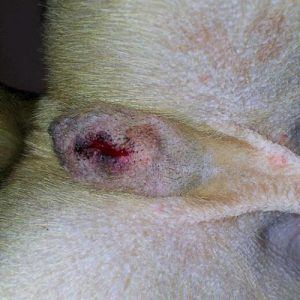 A male neutered dog with slight gapping of incision spot