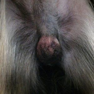 A male neutered dog with swelling of the scrotal sac