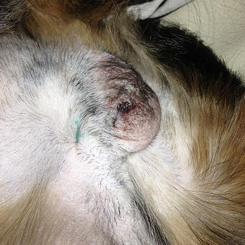 How To Care for Your Dog's Stitches After Surgery