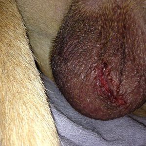 A male neutered dog with a slightly gaping incision