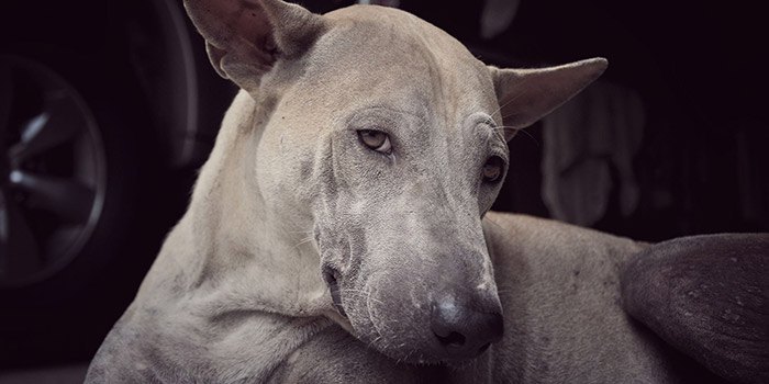 A greyhound laying down looking a bit sad