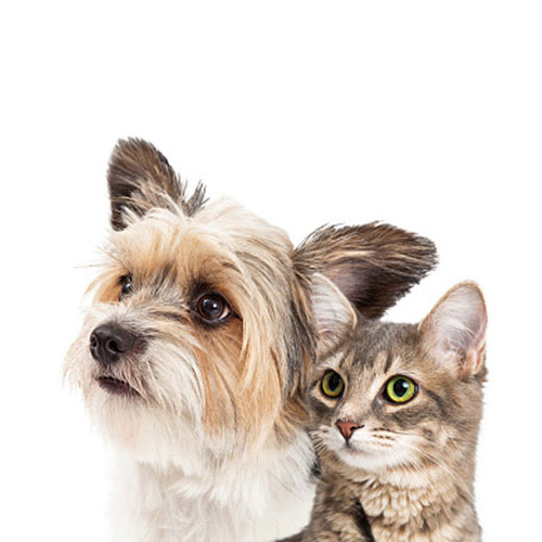 A gray tabby cat next to a yorkie dog looking up.