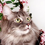 A brown siberian forest cat sitting in a floral chair