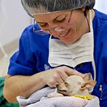A pet surgeon petting a chihuahua