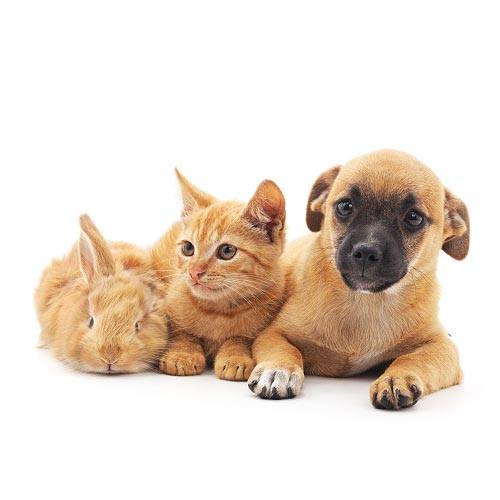 An orange tabby cat laying down with an orange bunny to the left and an orange dog to the right