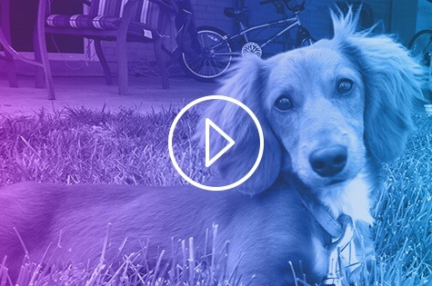 A video still with a play button indicating this is a video for dog postoperative care