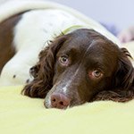 A brown dog laying down after surgery