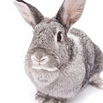 A gray bunny rabbit after surgery