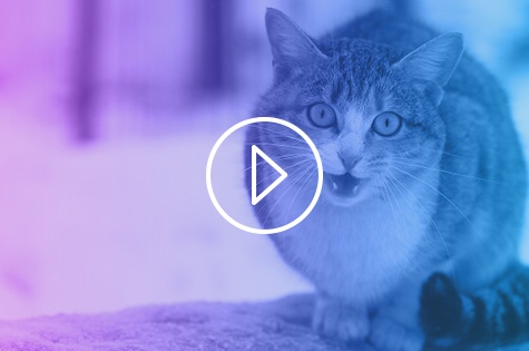 A video still with a play button indicating this is a video for stray cat postoperative care