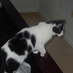 A black and white cat standing on a table looking to the right