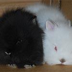 A black rabbit laying next to a white rabbit