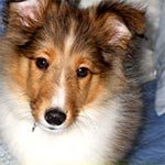 A sheltie puppy sitting on a blue blanket