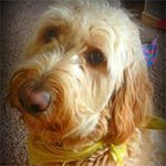 A close up of a golden doodle with a yellow bandana around his neck