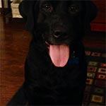 A black lab with his tongue sticking out in a living room