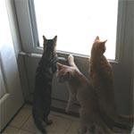 Three cats standing on their back legs, staring out a window