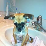 A small brown dog sitting in a bathroom sink
