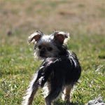 A small yorkshire terrier looking backwards while standing in grass