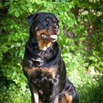 A rottweiler sitting outside in front of green foliage