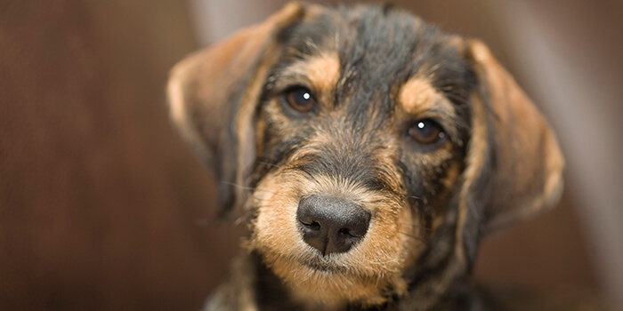 a black and tan puppy terrior