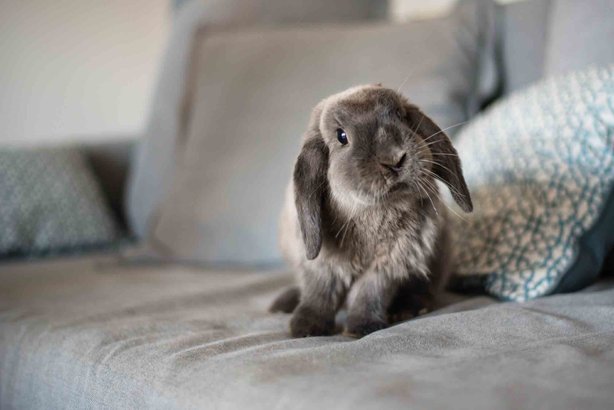 rabbit on a couch